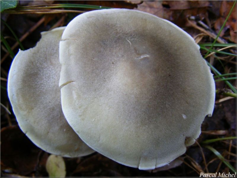 Tricholoma saponaceum var. squamosum ? [T. saponaceum] Tricho16