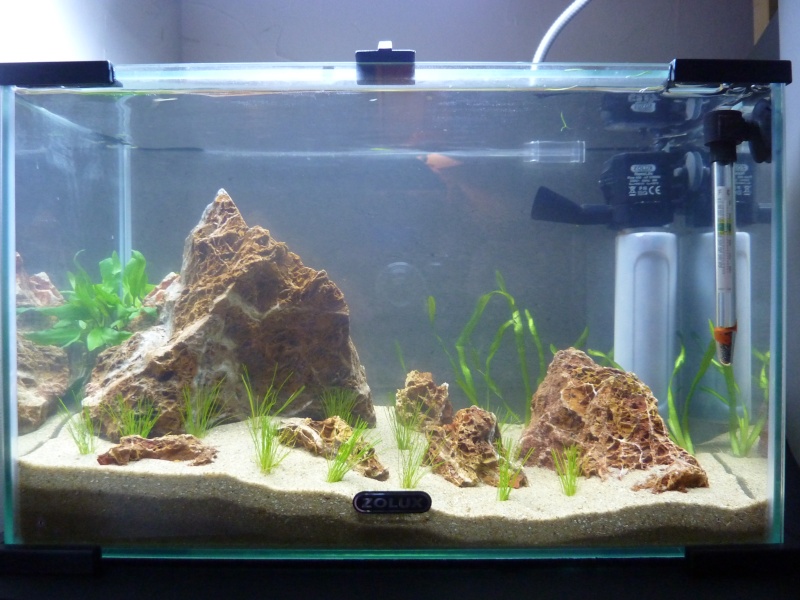 20 litres "type" aquascaping [FIN] P1150610