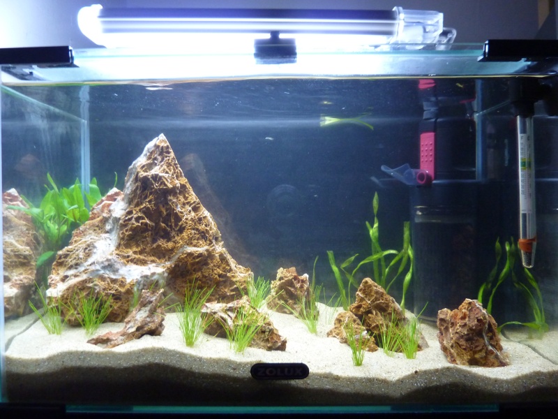 20 litres "type" aquascaping [FIN] P1150613