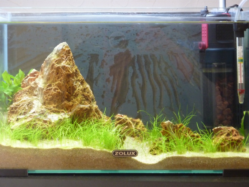 20 litres "type" aquascaping [FIN] - Page 3 P1160118