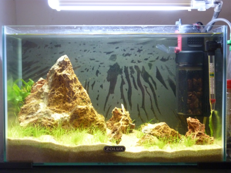 20 litres "type" aquascaping [FIN] - Page 3 P1160127