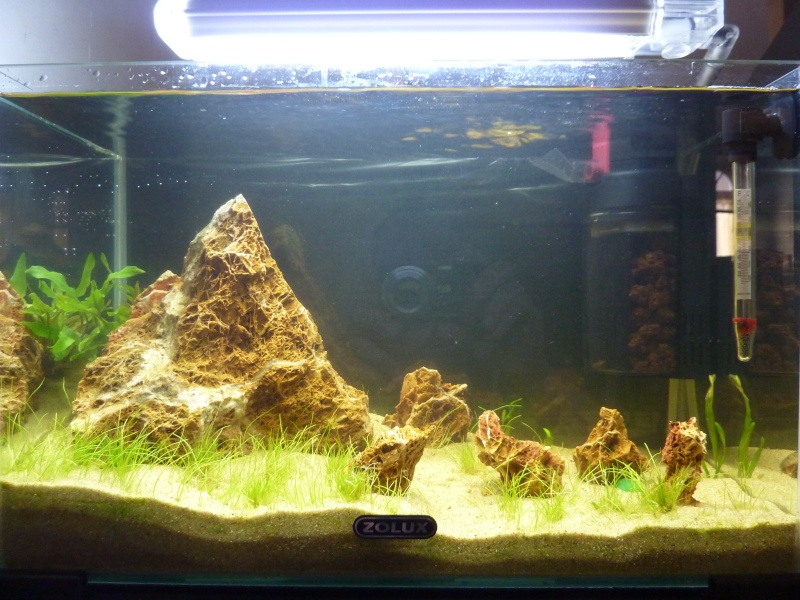 20 litres "type" aquascaping [FIN] - Page 3 P1160311