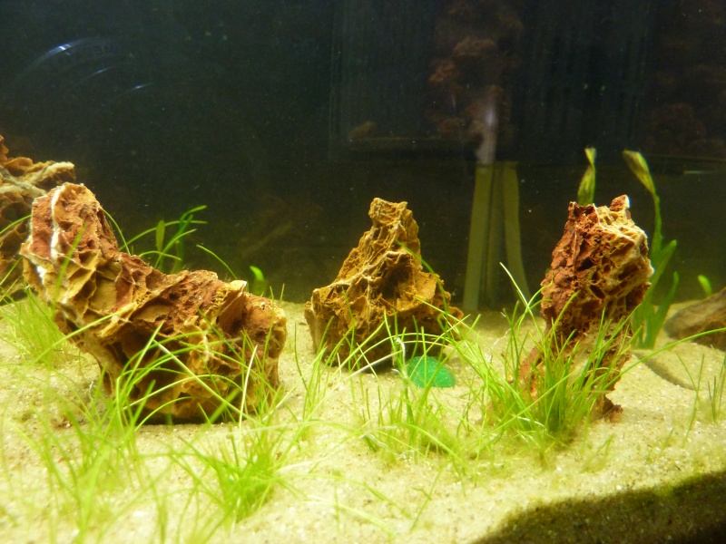 20 litres "type" aquascaping [FIN] - Page 3 P1160313