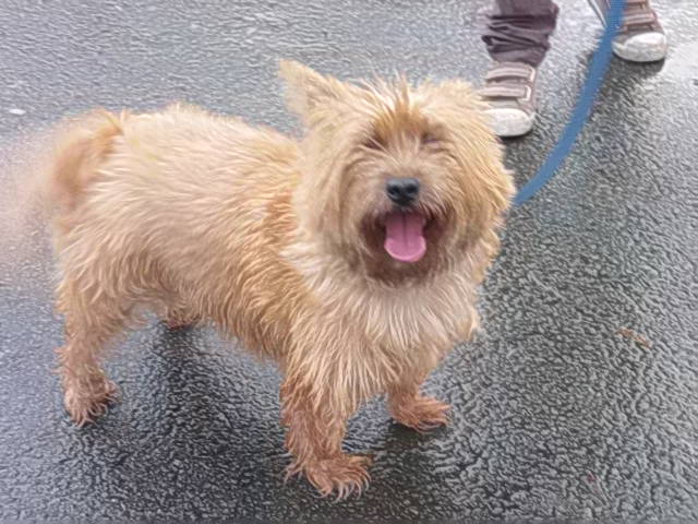 FIFIE CAIRN DE 3 ANS  - NEED - Cairn_13