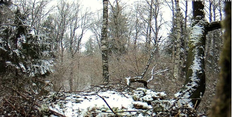 Wildtier-Livecams - Seite 9 Schnee10