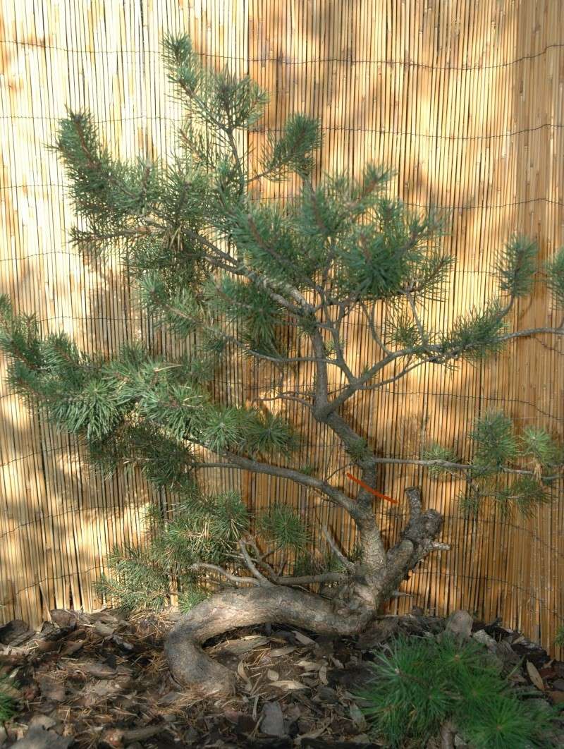 Pinus carrièrus 2005_010
