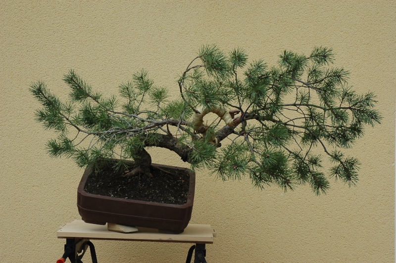 Pinus carrièrus 2008_010