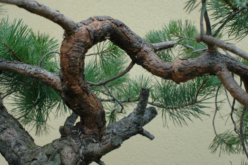 Pinus carrièrus 2008_011