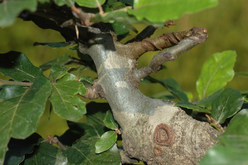 Fagus sylvatica, évolution sur 10 ans 2008_013