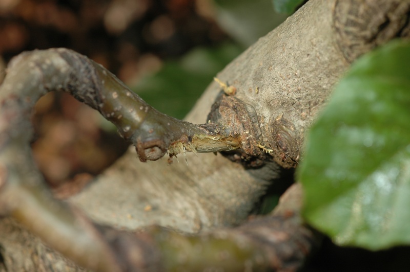 Fagus sylvatica, évolution sur 10 ans 2008_014