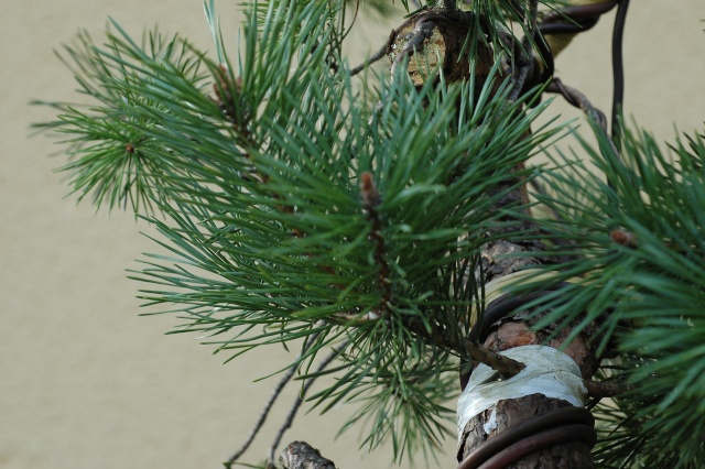 Pinus carrièrus 2009_013