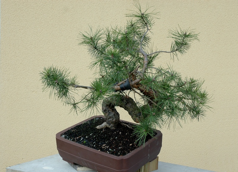 Pinus carrièrus 2009_110