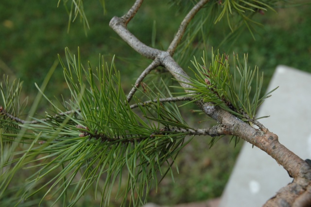 Pinus carrièrus 2009_111