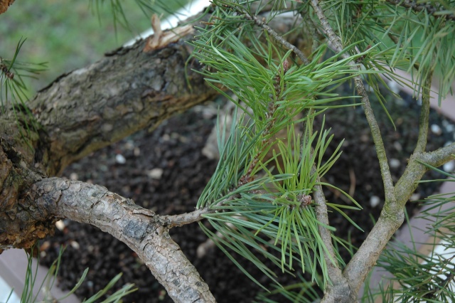 Pinus carrièrus 2009_112