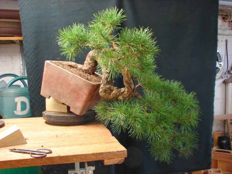 Pinus carrièrus 2014_010