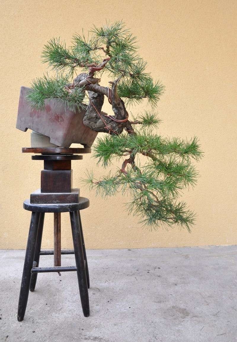 Pinus carrièrus 2014_011