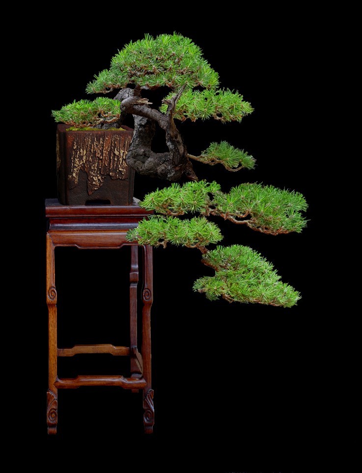Pinus carrièrus 313