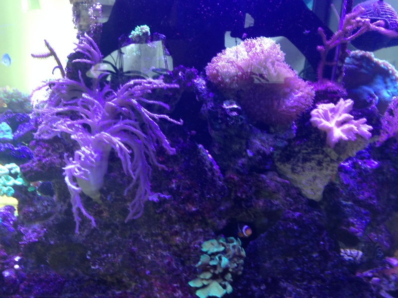 l aquarium de niko Img_2017