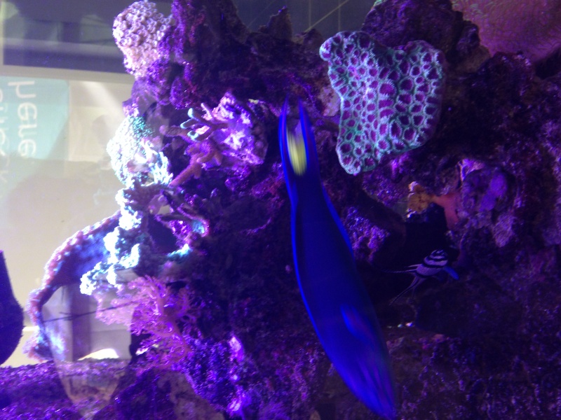 l aquarium de niko Img_2018