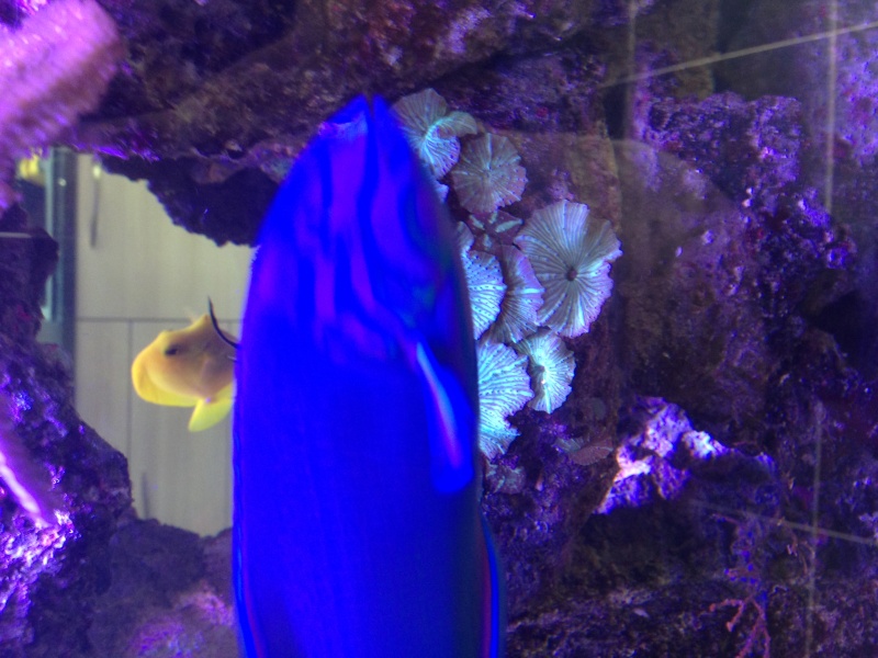 l aquarium de niko Img_2025