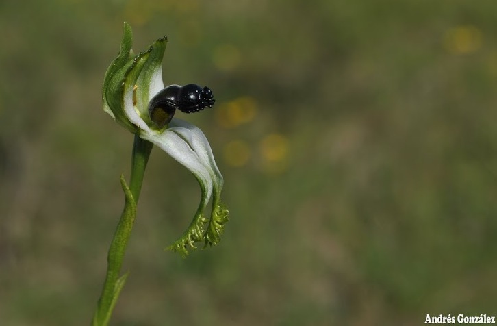 Etranges les Orchidées en Uruguay ! Captur10