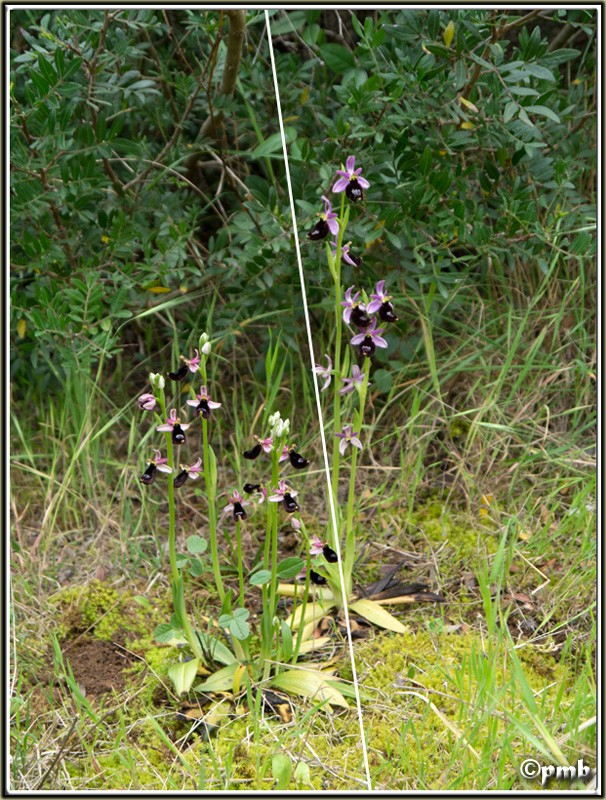 Variation d'Ophrys bertolonii sur une station Ophry124
