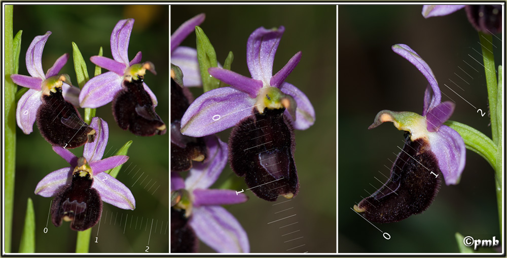 Variation d'Ophrys bertolonii sur une station Ophry126