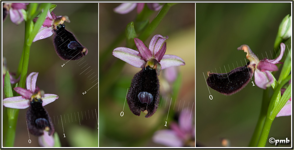 Variation d'Ophrys bertolonii sur une station Ophry127