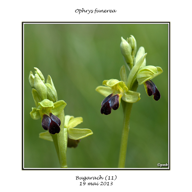 L'année 2013 en 16 photos Ophrys52