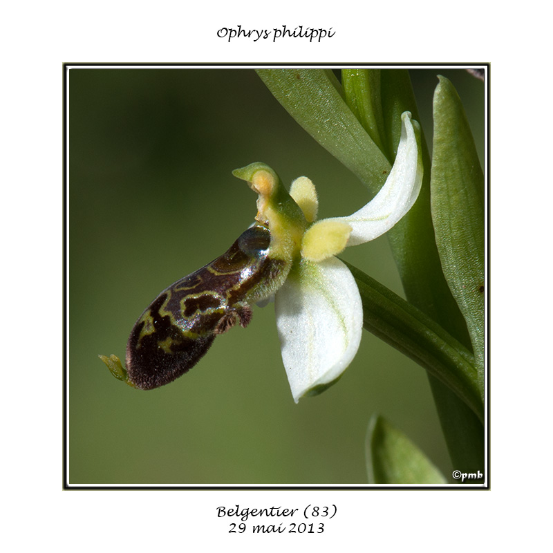L'année 2013 en 16 photos Ophrys54
