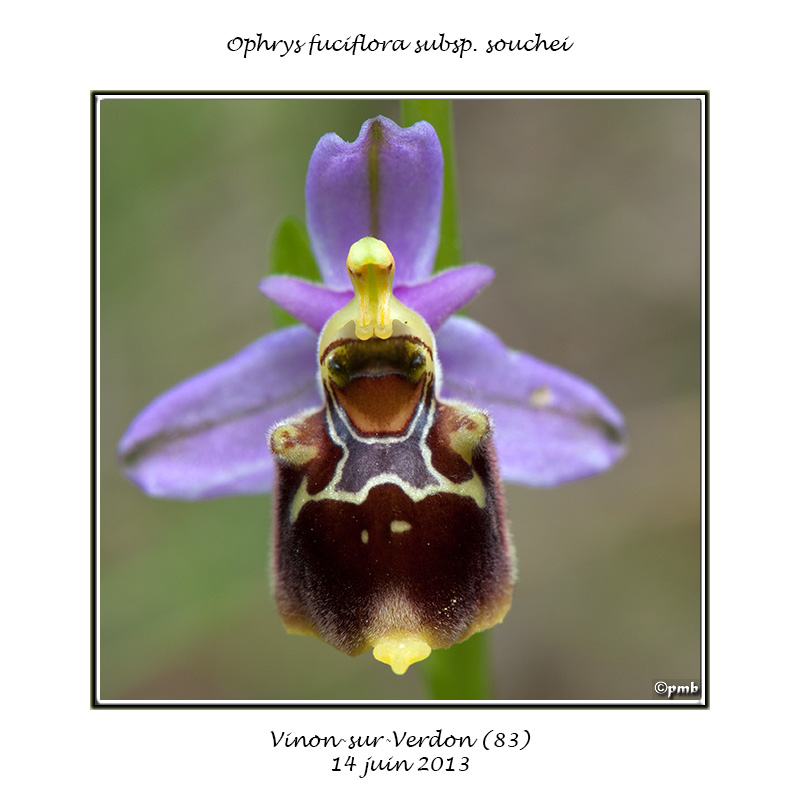 Ophrys fuciflora subsp. souchei Ophrys62