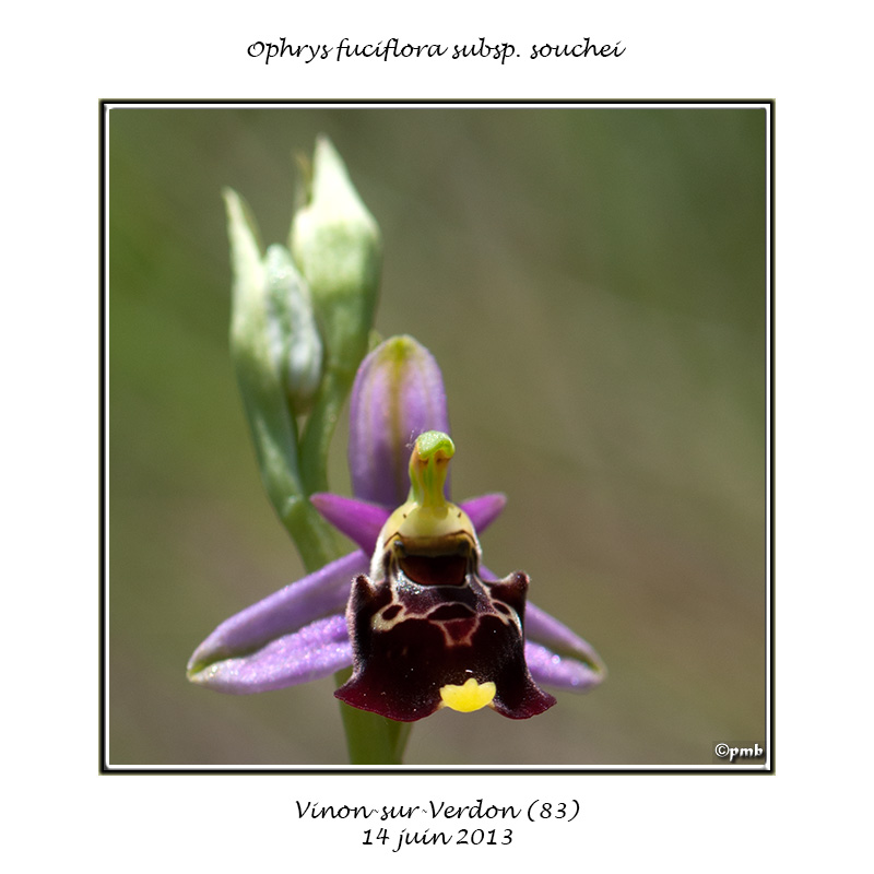 Ophrys fuciflora subsp. souchei Ophrys63