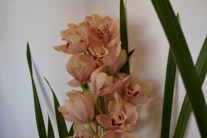 Cymbidium Cymbid11