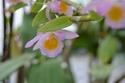 Dendrobium loddigesii  Dendro10