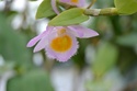 Dendrobium loddigesii  Dendro11