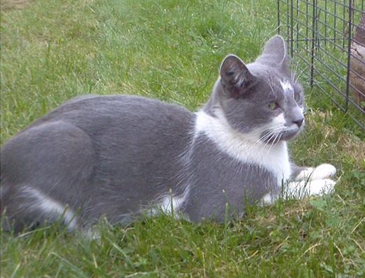 Perdu chat gris et blanc à Leguevin Inexes10
