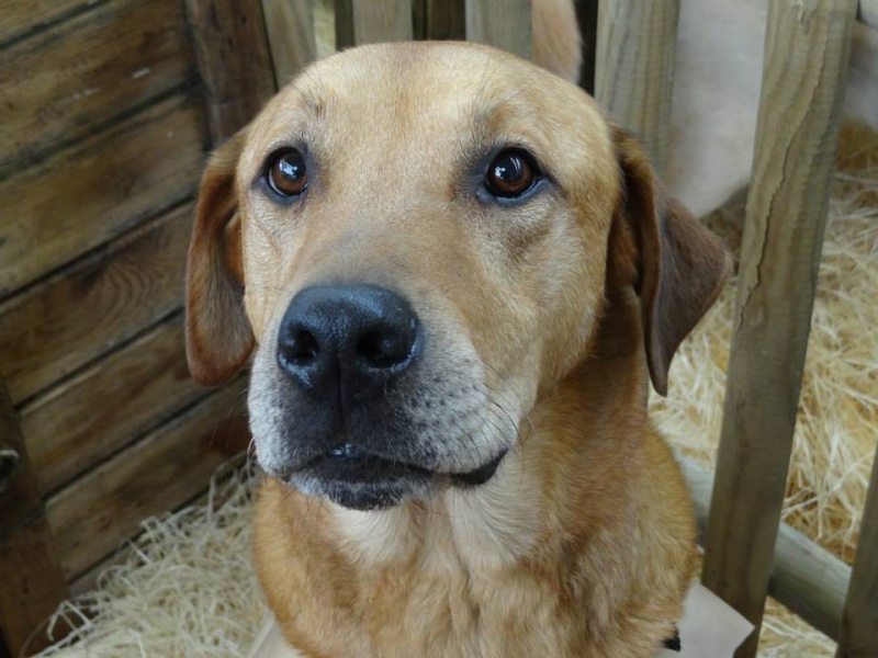 WOLF - labrador 7 ans - Asso Galia (85) 19795610