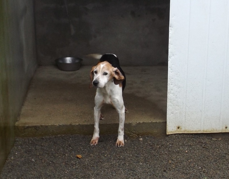 WILSON type beagle 11 ans (ASSO GALIA 85) 32910