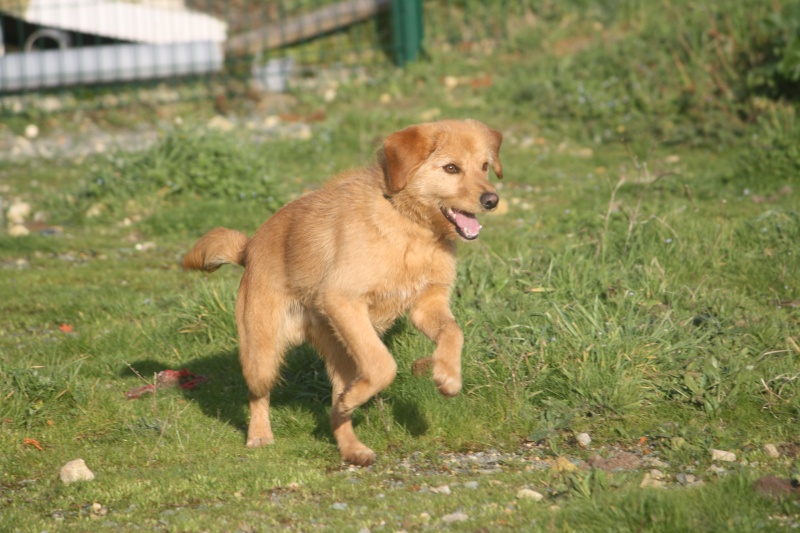 HILTON petit x fauve de bretagne de 2 ans Img_0218