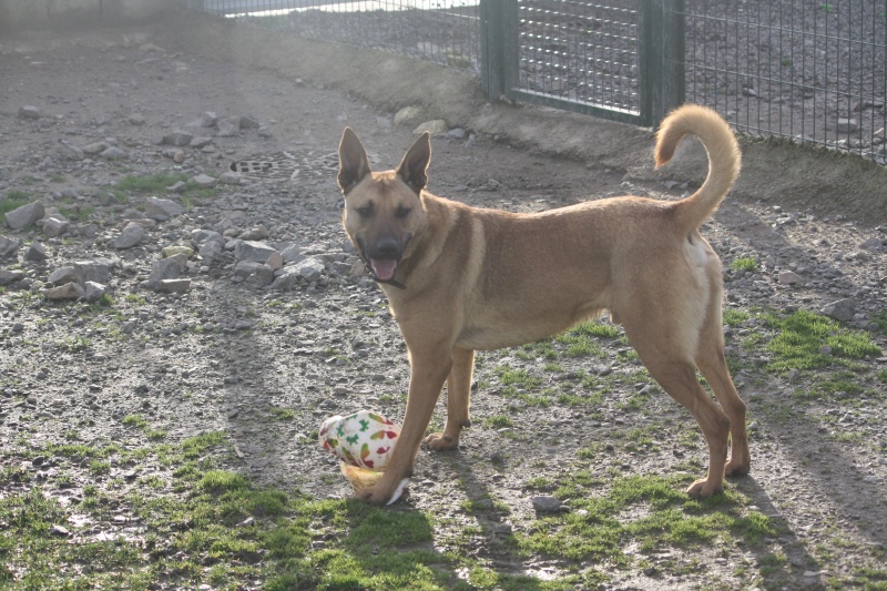 STARSKY - x malinois de 1 ans Img_0221