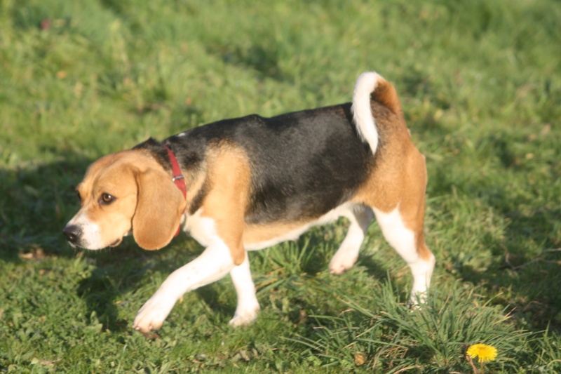 ALOE - beagle (refuge) Img_0319