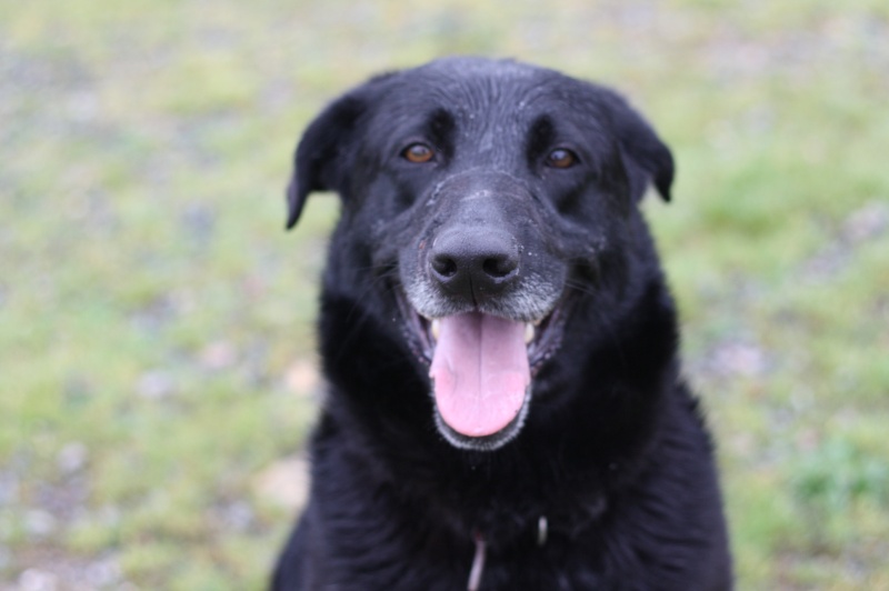 ASTOS - x labrador 3 ans - Asso Galia (17)  Img_0334