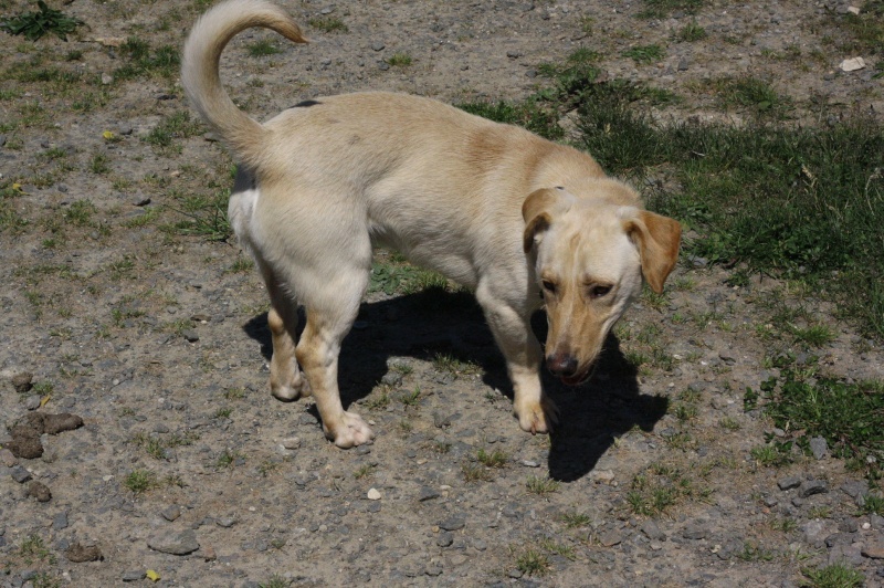 Ivon croisé teckel labrador de 1 an Img_3415