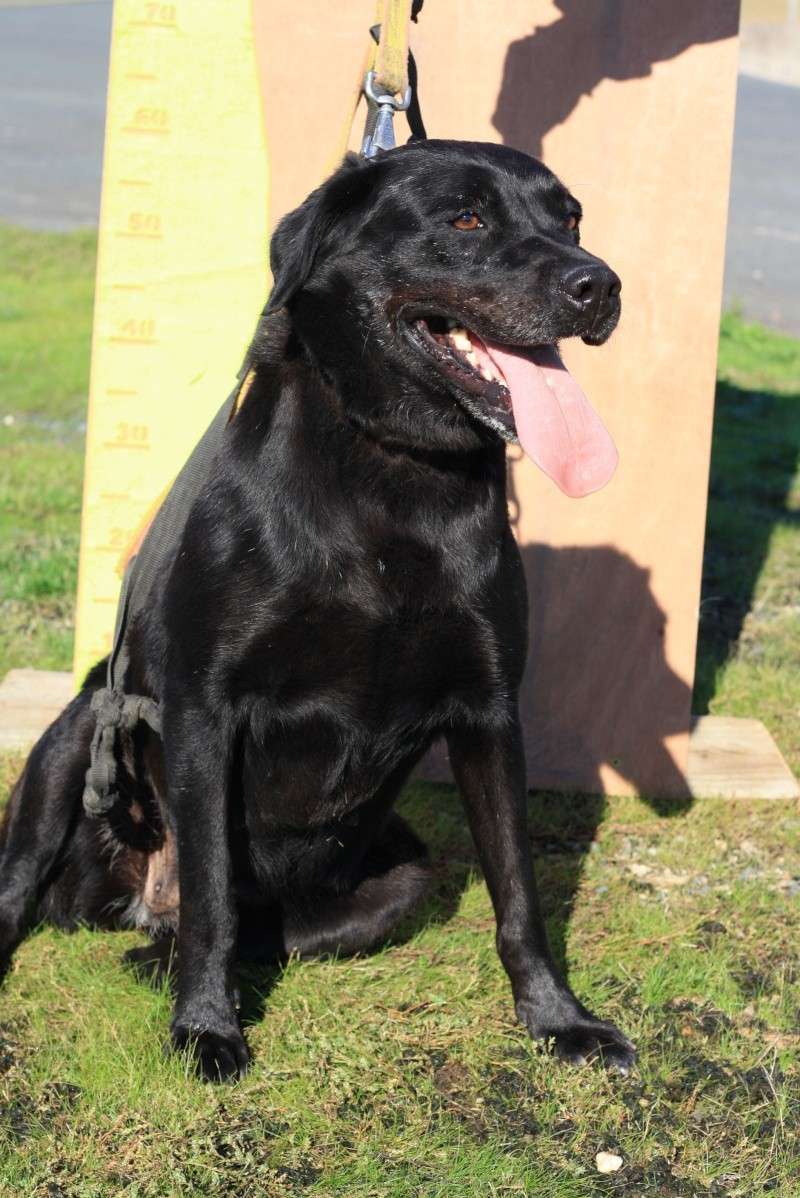 FAHRA - labrador 4 ans - Asso Galia (85) Img_7518