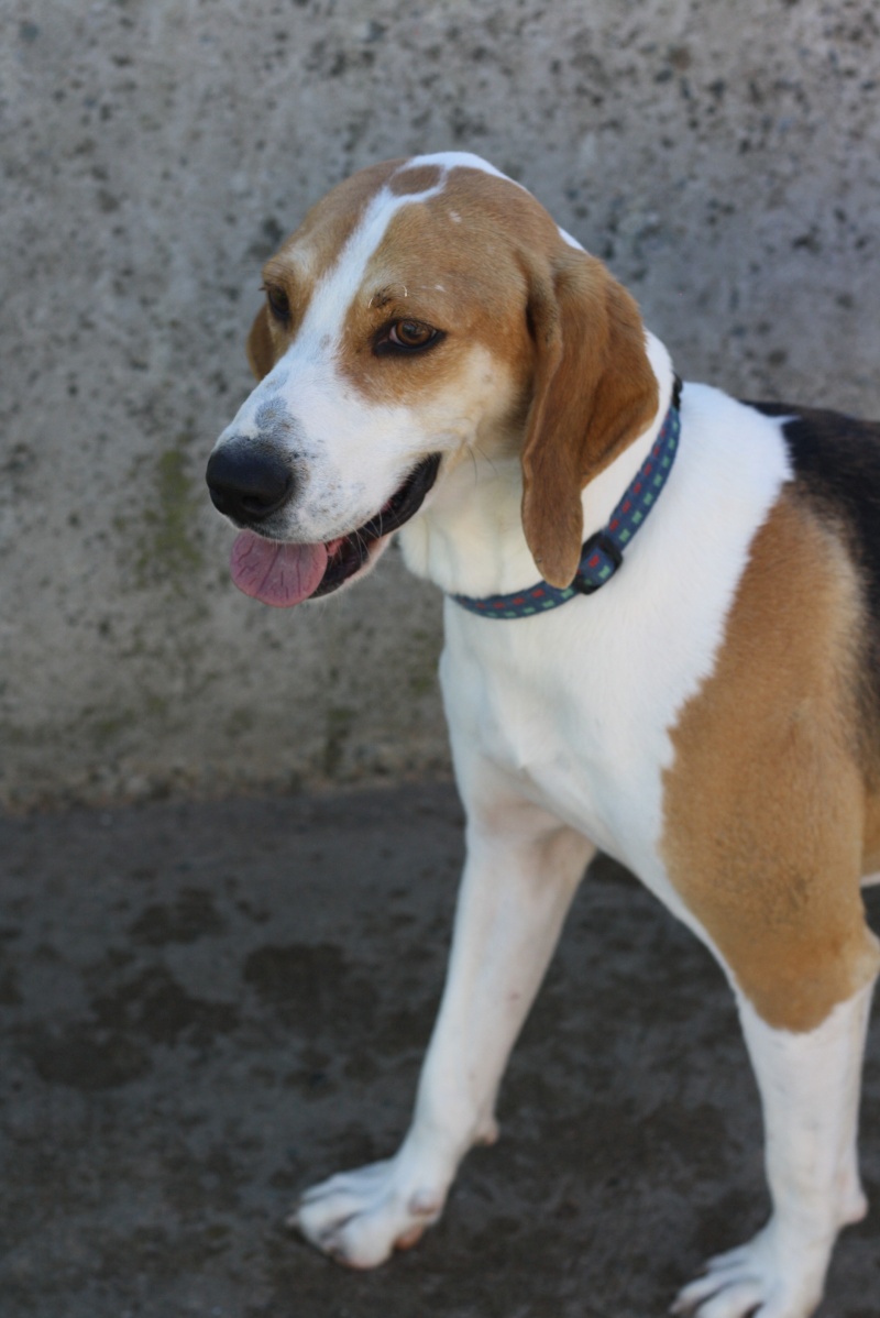 UNOo-    beagle 4  ans -   Association Galia (85) Img_7710