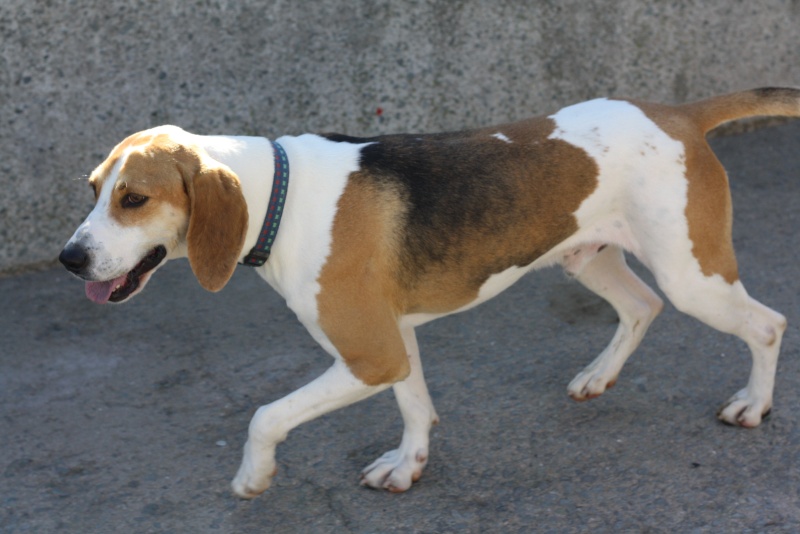 UNO - Mâle - X beagle - 4 ans Img_7712