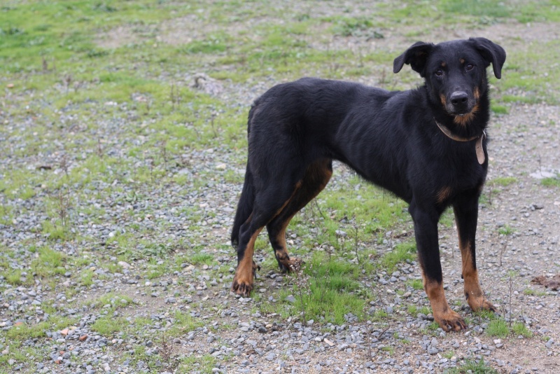 BAGHERA beauceronne de 7 ans Img_8816