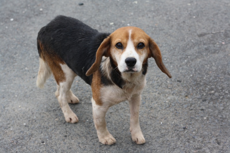 TOMMY mâle beagle SENIOR (Asso GALIA 85) Img_8910