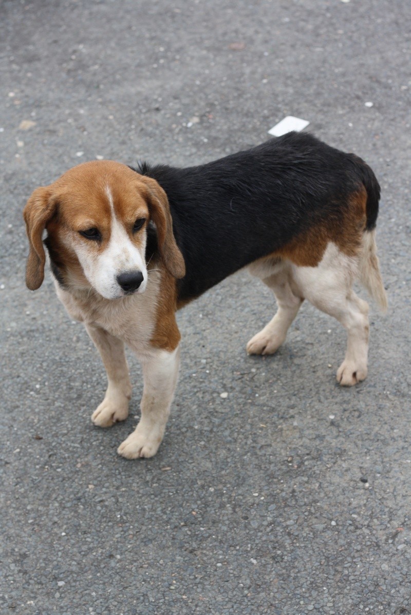TOMMY - beagle 11 ans - Asso Galia (85) Img_8911