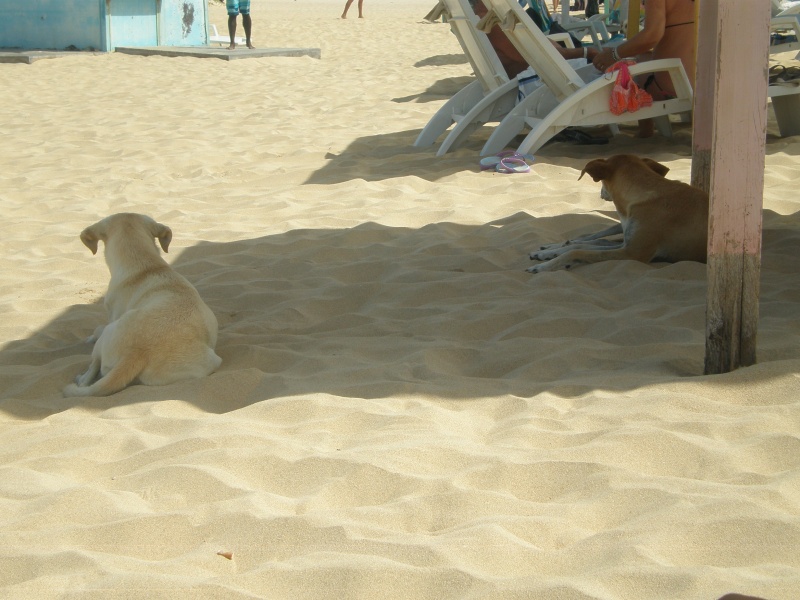 Capo Verde e...cani! Capo_v21